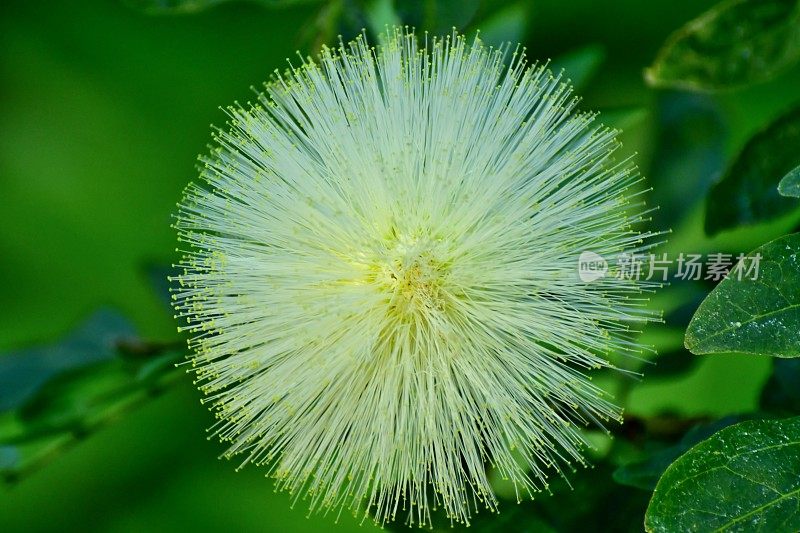 白萼花/白粉扑花